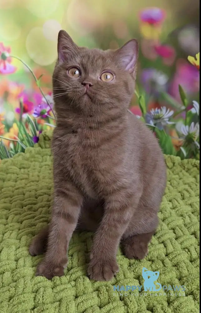 Aiya British Shorthair female cinnamon live animals
