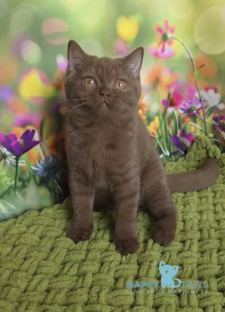 Aiya British Shorthair female cinnamon live animals