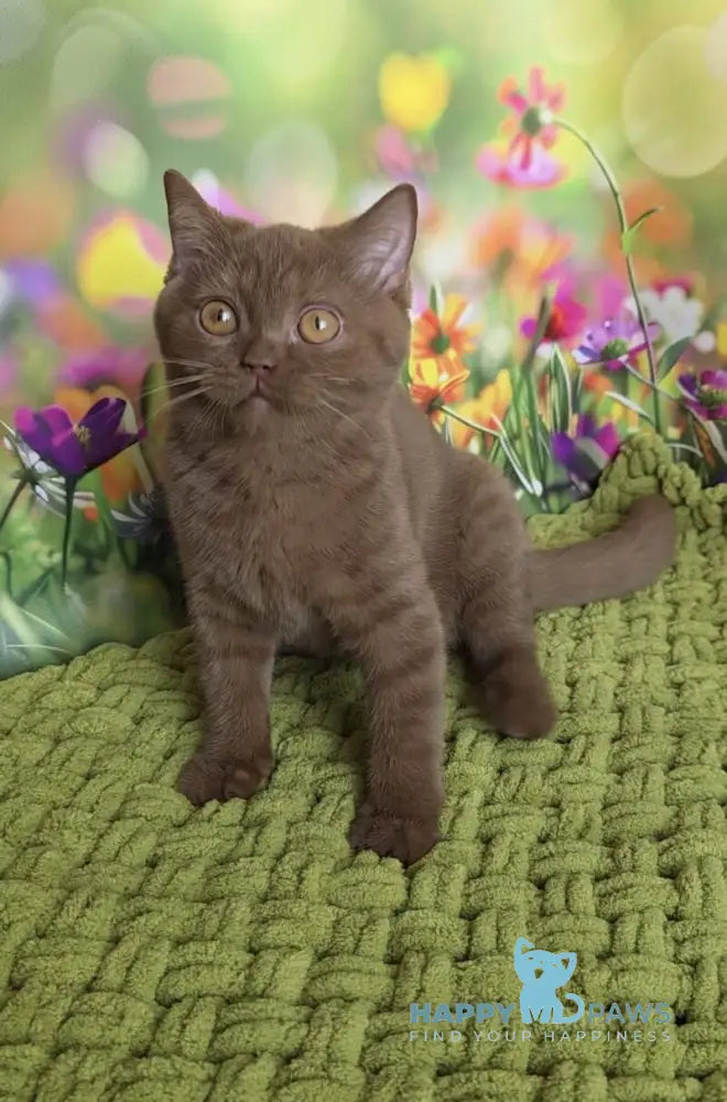 Aiya British Shorthair female cinnamon live animals