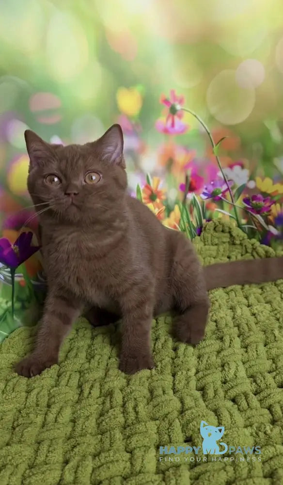 Aiya British Shorthair female cinnamon live animals