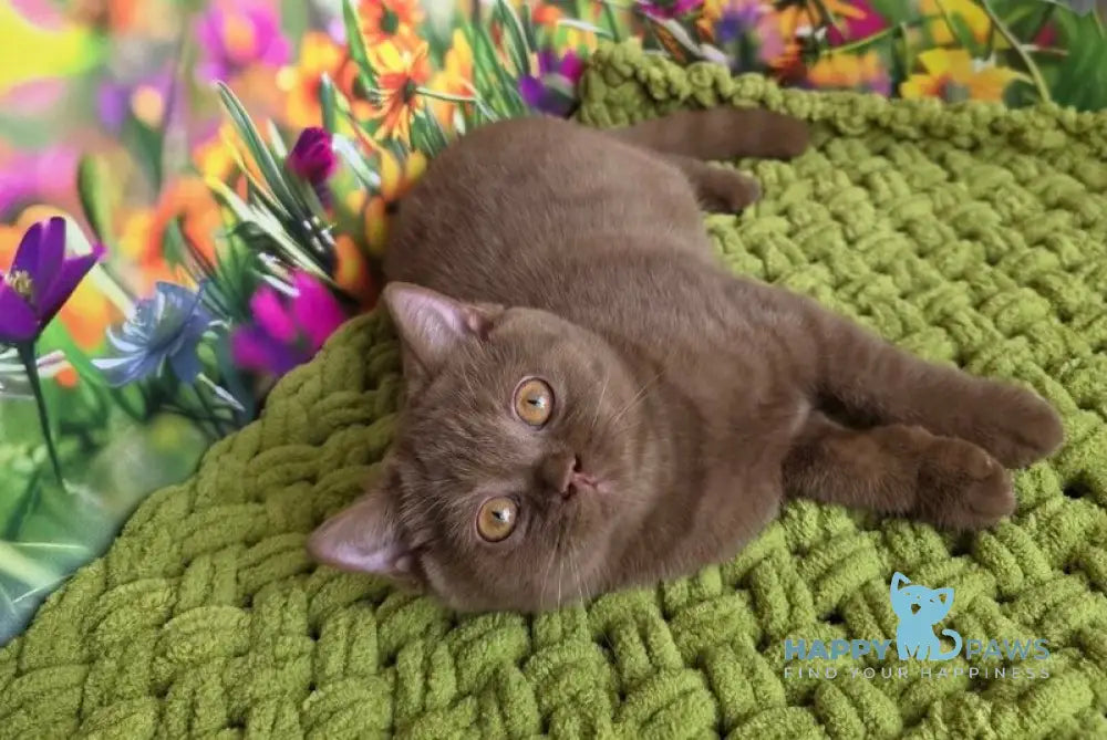 Aiya British Shorthair female cinnamon live animals