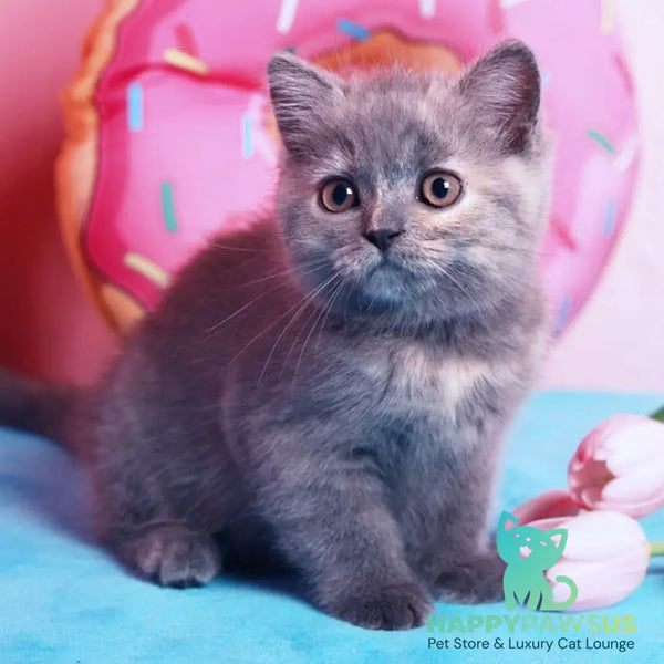 Aiza British Shorthair female blue tortie - live animals