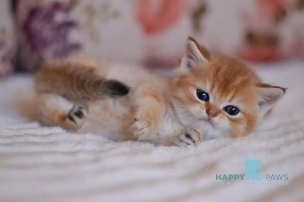 Aizek British Shorthair male black silver shaded live animals