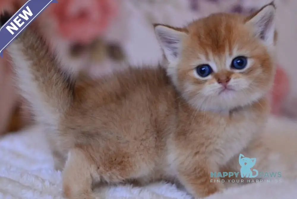 Aizek British Shorthair male black silver shaded live animals