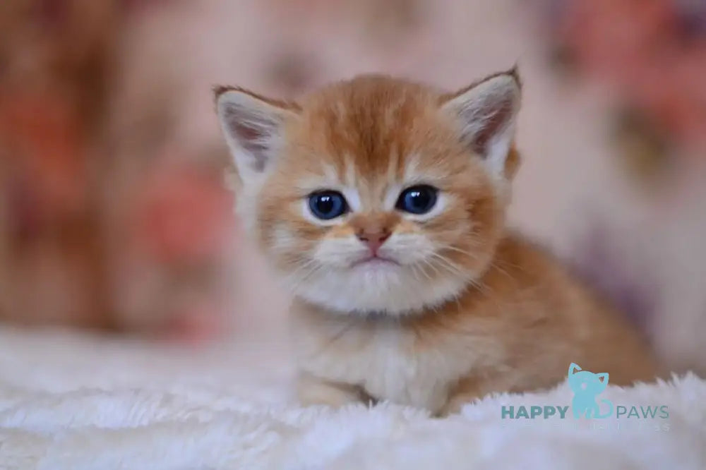 Aizek British Shorthair male black silver shaded live animals