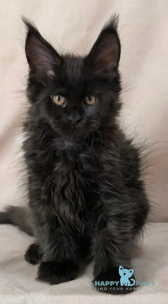 Akira Maine Coon female black live animals