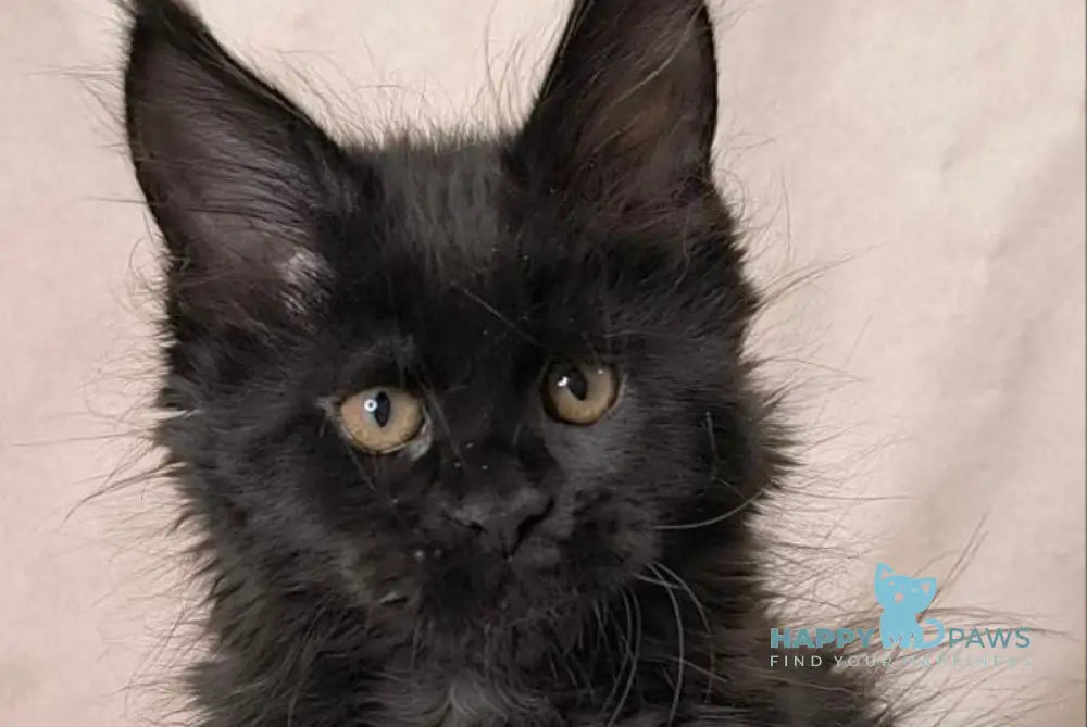 Akira Maine Coon female black live animals