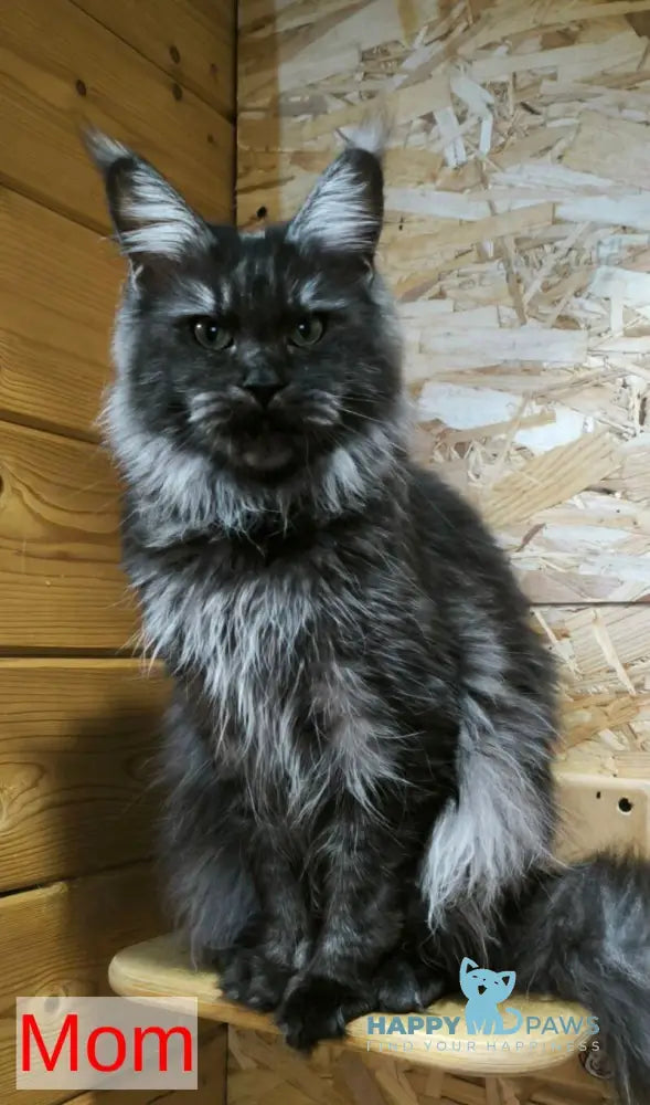 Akira Maine Coon female black live animals