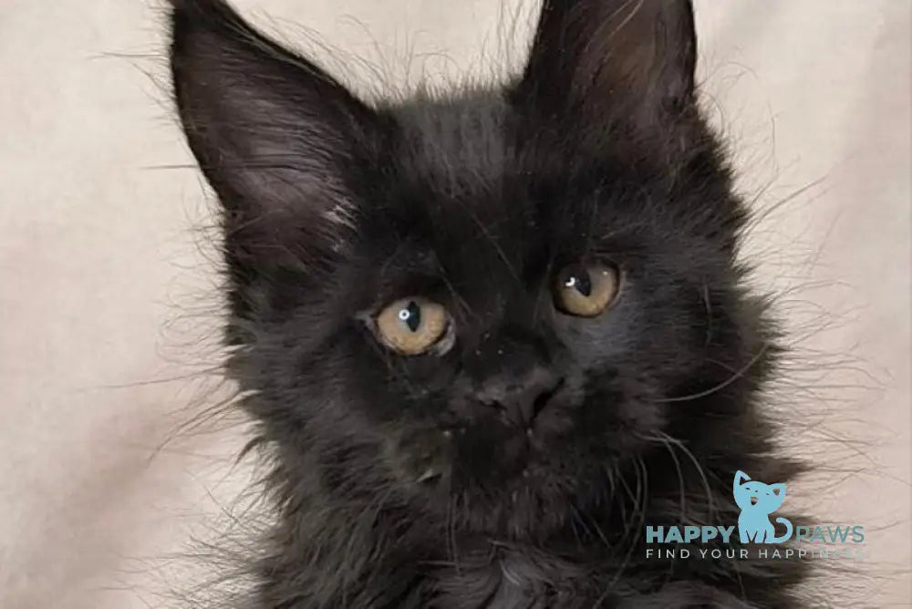 Akira Maine Coon female black live animals