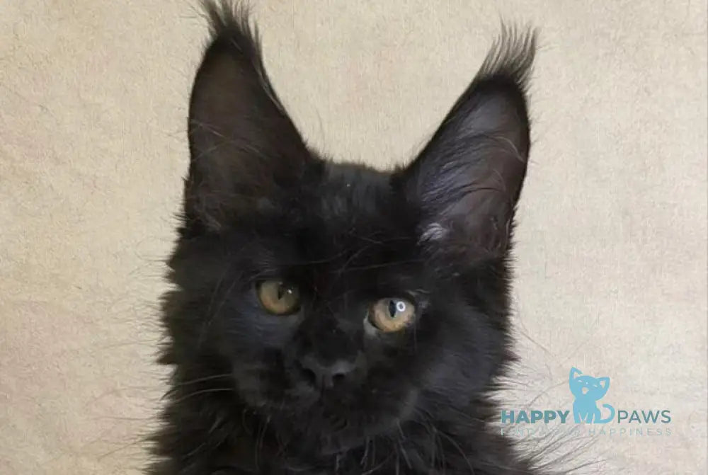 Akira Maine Coon female black live animals