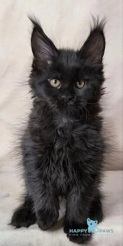 Akira Maine Coon female black live animals