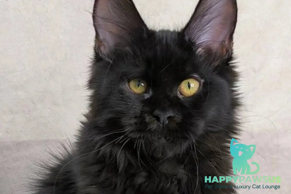 Akira Maine Coon female black live animals