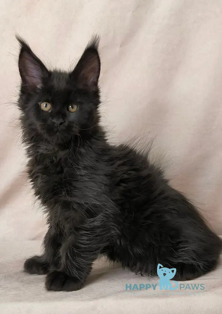 Akira Maine Coon female black live animals