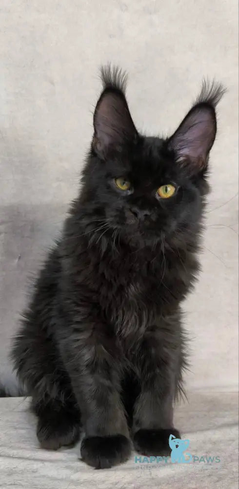 Akira Maine Coon female black live animals