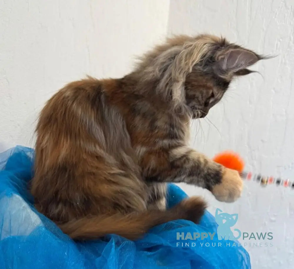 Akira Maine Coon female black tortie live animals