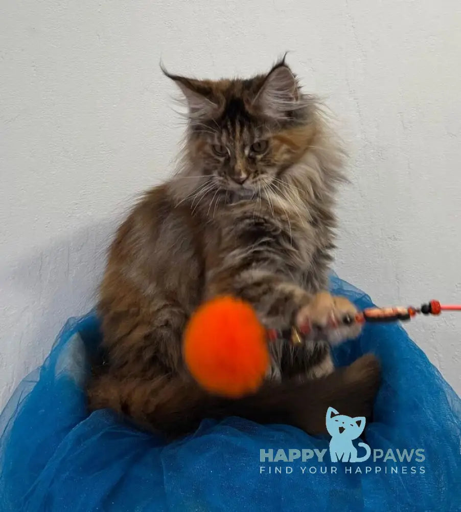 Akira Maine Coon female black tortie live animals