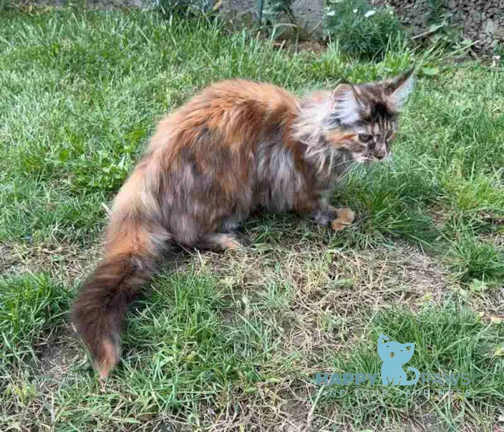 Akira Maine Coon female black tortie live animals