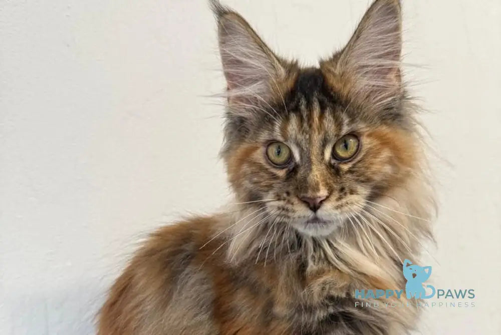 Akira Maine Coon female black tortie live animals
