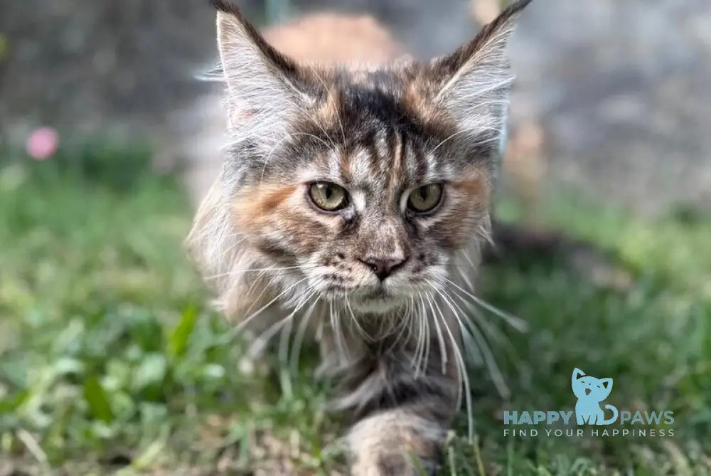 Akira Maine Coon female black tortie live animals