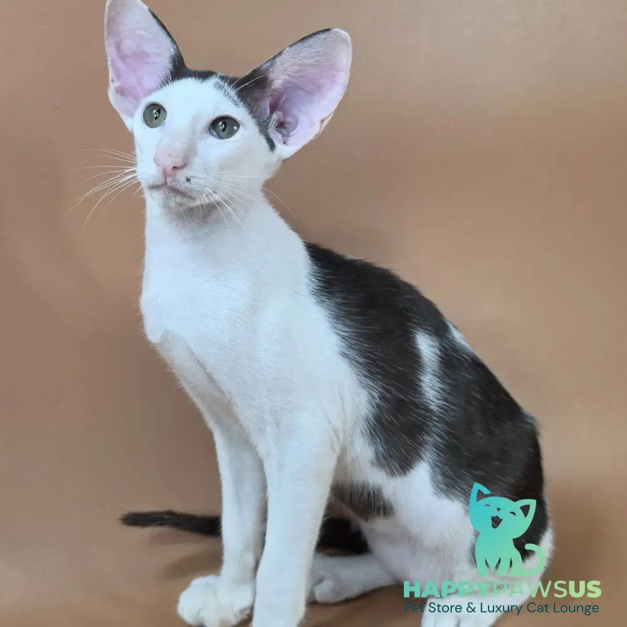 Akira Oriental Shorthair female chocolate bicolour - live animals