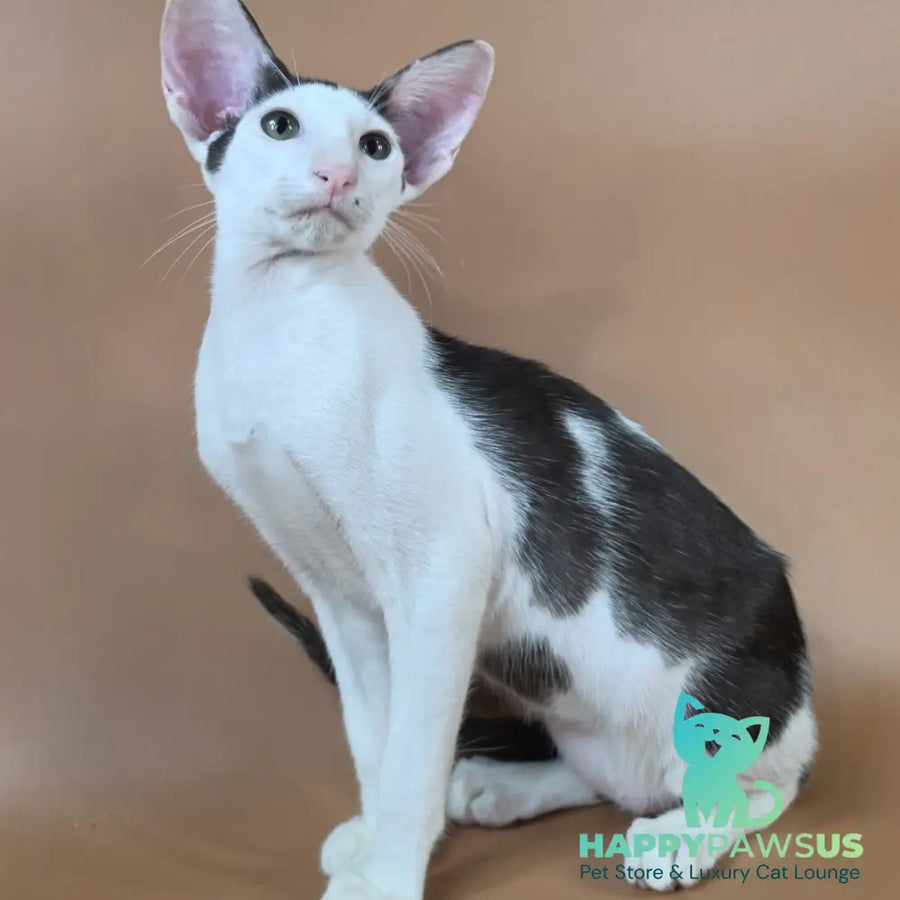 Akira Oriental Shorthair female chocolate bicolour - live animals