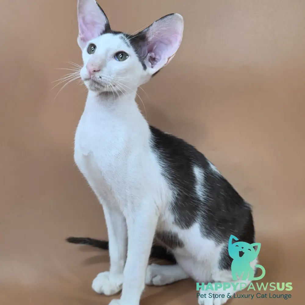 Akira Oriental Shorthair female chocolate bicolour - live animals