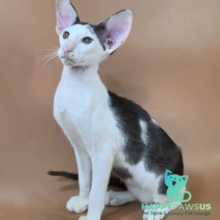 Akira Oriental Shorthair female chocolate bicolour - live animals