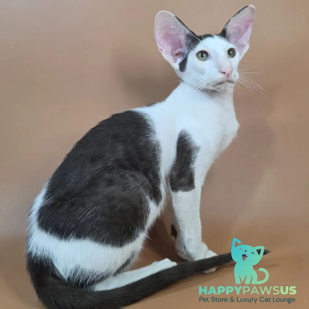 Akira Oriental Shorthair female chocolate bicolour - live animals
