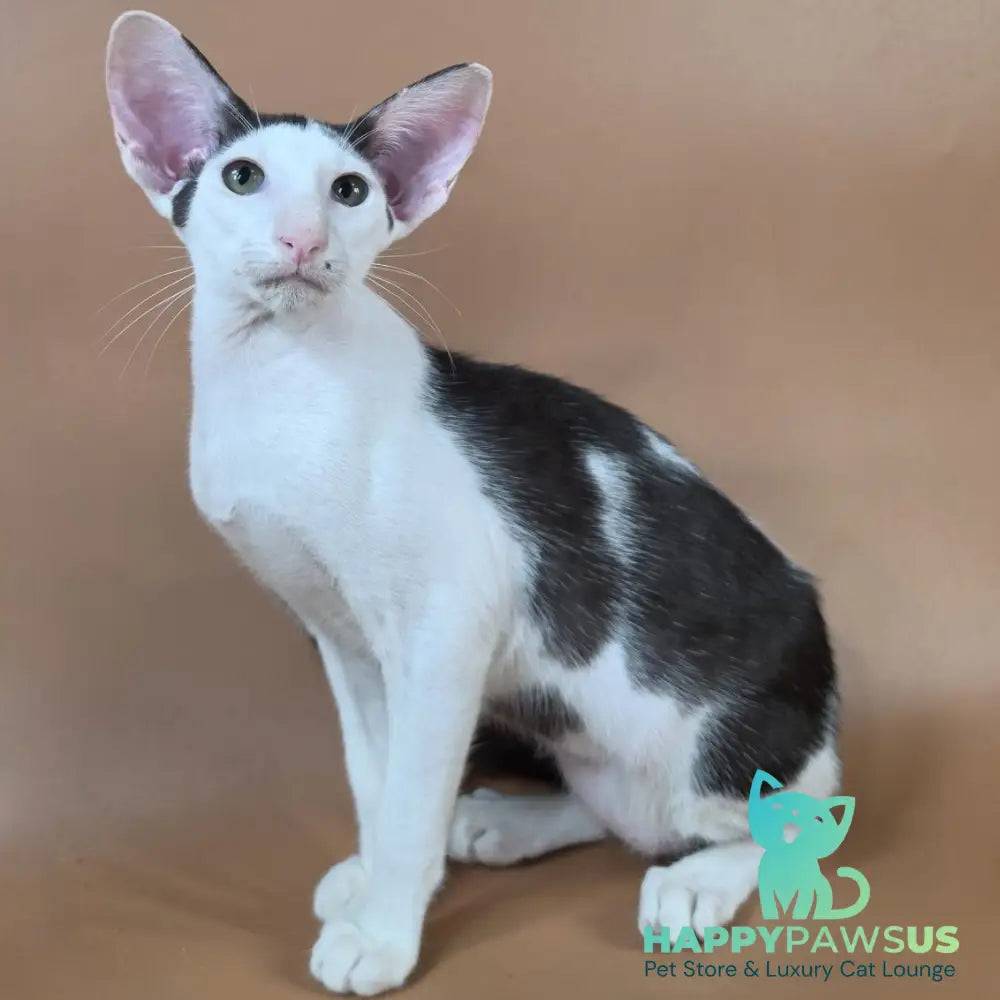 Akira Oriental Shorthair female chocolate bicolour - live animals