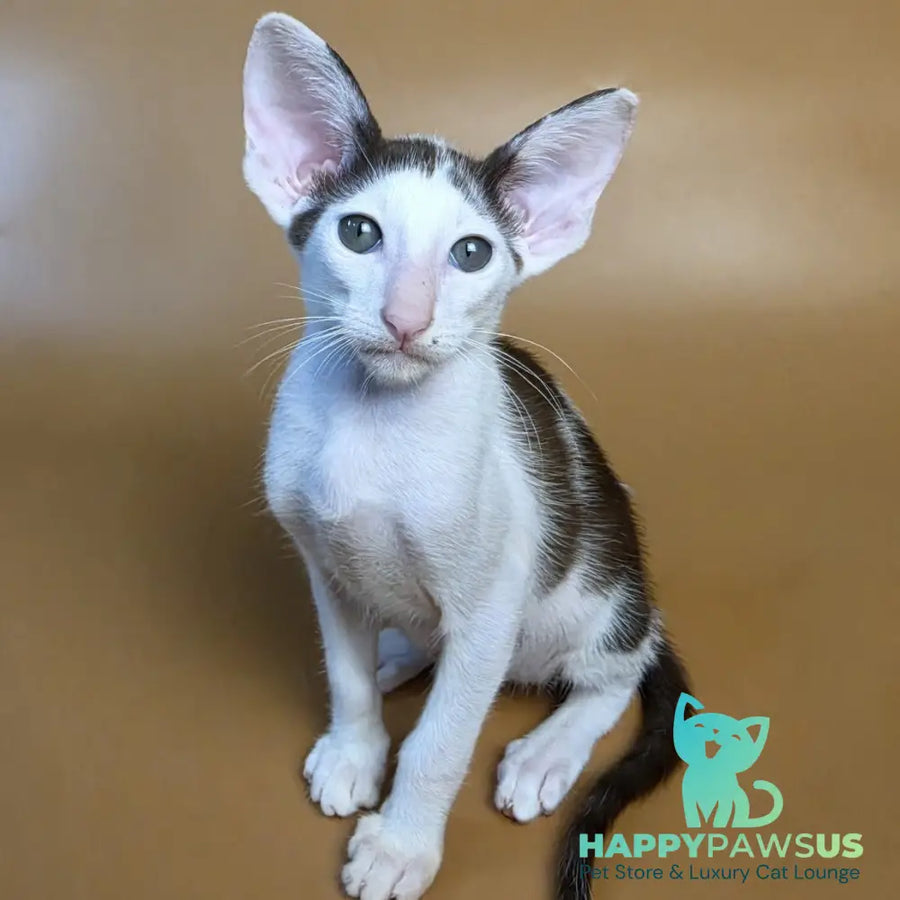 Akira Oriental Shorthair female chocolate bicolour - live animals