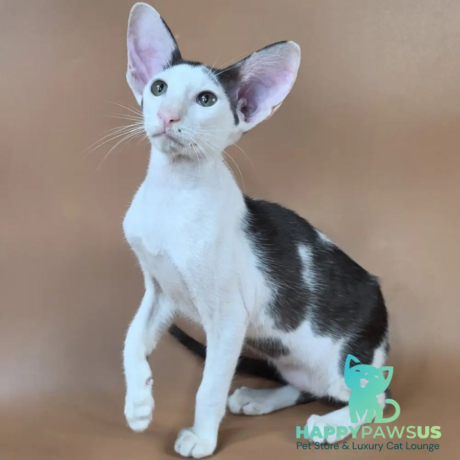 Akira Oriental Shorthair female chocolate bicolour - live animals