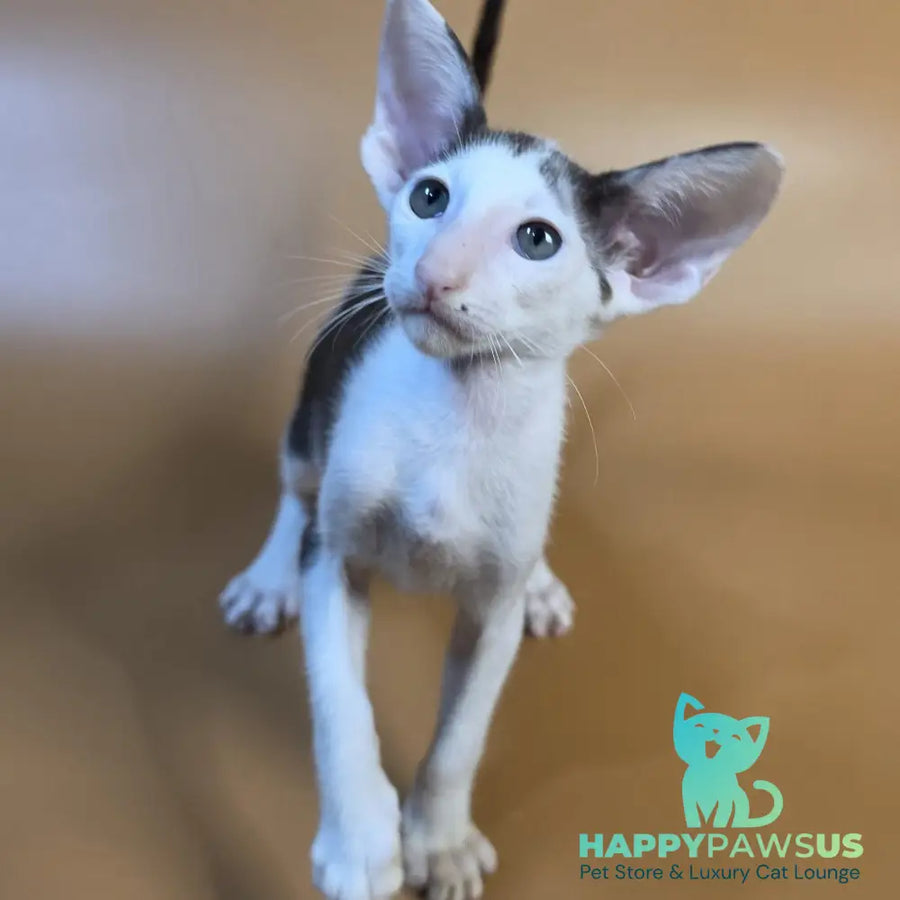 Akira Oriental Shorthair female chocolate bicolour - live animals