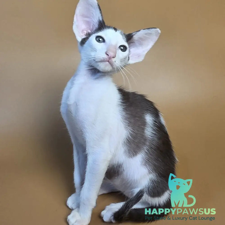 Akira Oriental Shorthair female chocolate bicolour - live animals