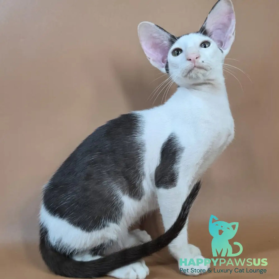 Akira Oriental Shorthair female chocolate bicolour - live animals