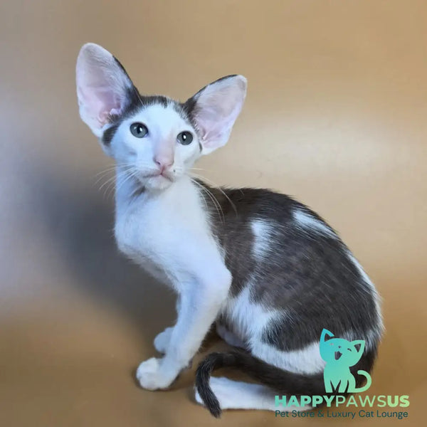 Akira Oriental Shorthair female chocolate bicolour - live animals