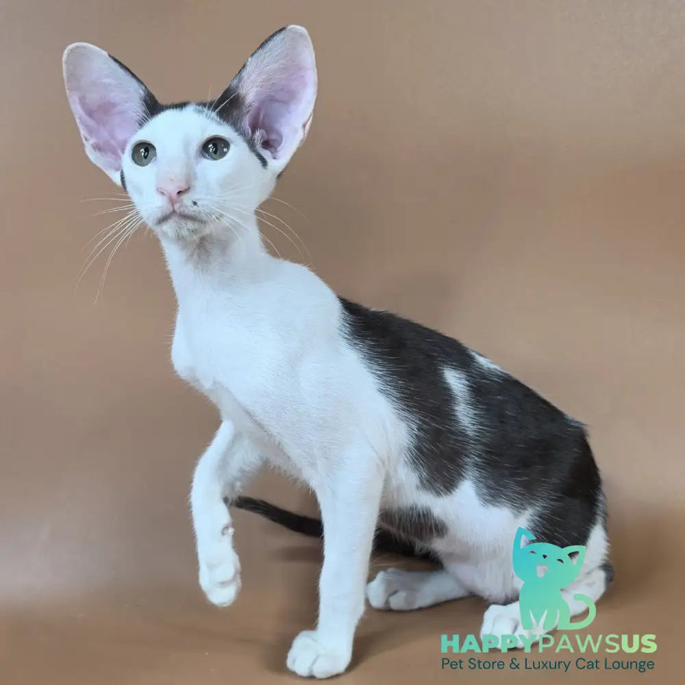 Akira Oriental Shorthair female chocolate bicolour - live animals