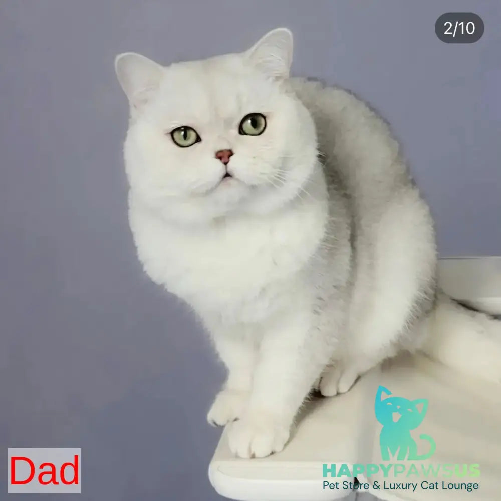Akito Scottish Straight male black silver shaded - live animals