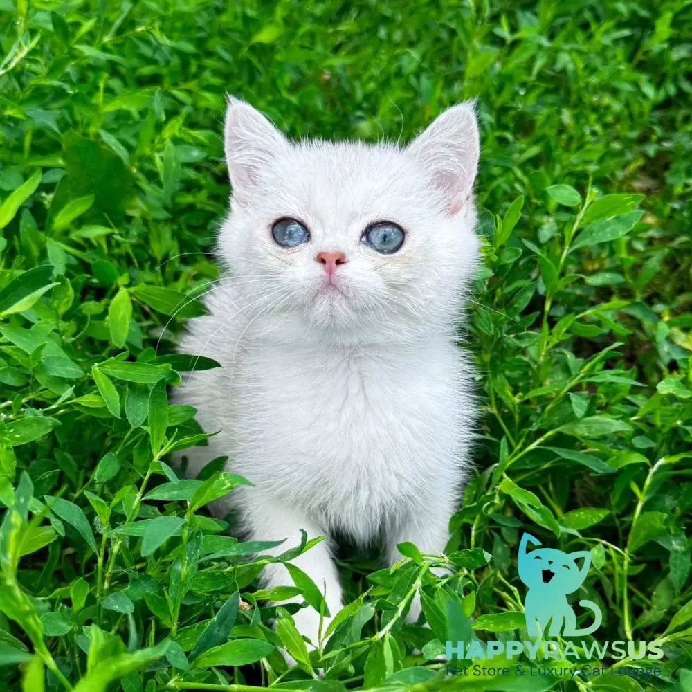 Akito Scottish Straight male black silver shaded - live animals