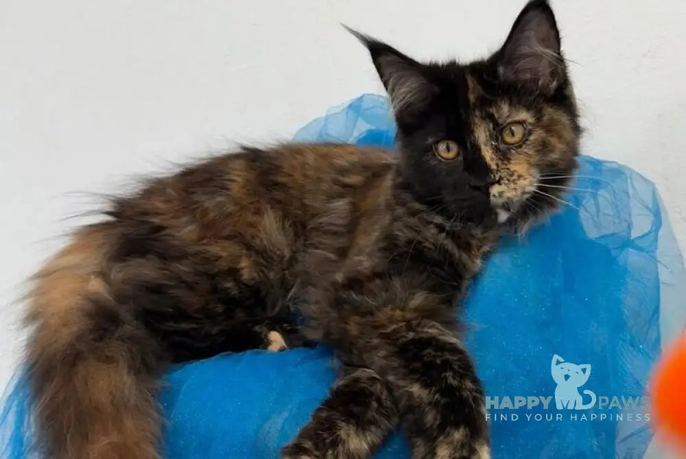 Akki Maine Coon female black tortie live animals