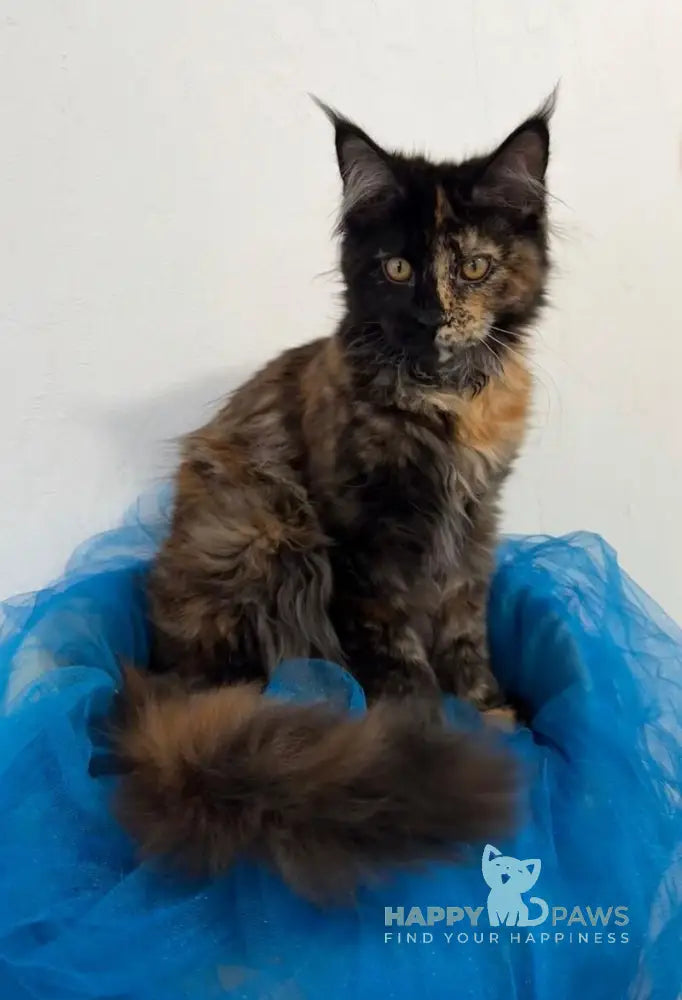 Akki Maine Coon female black tortie live animals