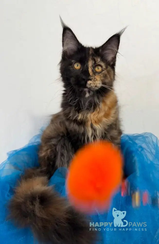 Akki Maine Coon female black tortie live animals