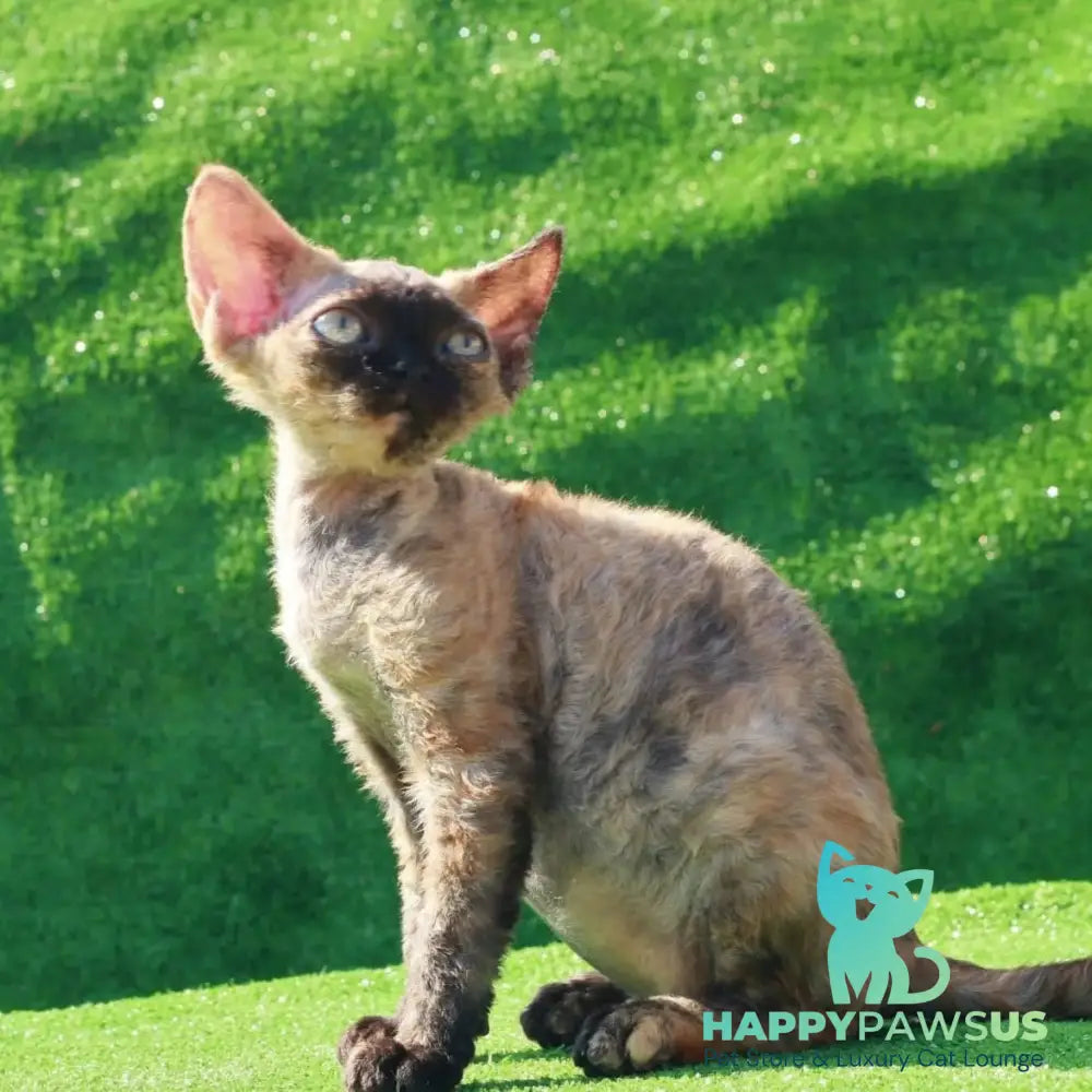 Akura Devon Rex female black tortie pointed - live animals