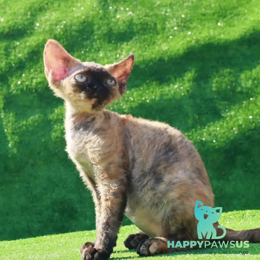 Akura Devon Rex female black tortie pointed - live animals