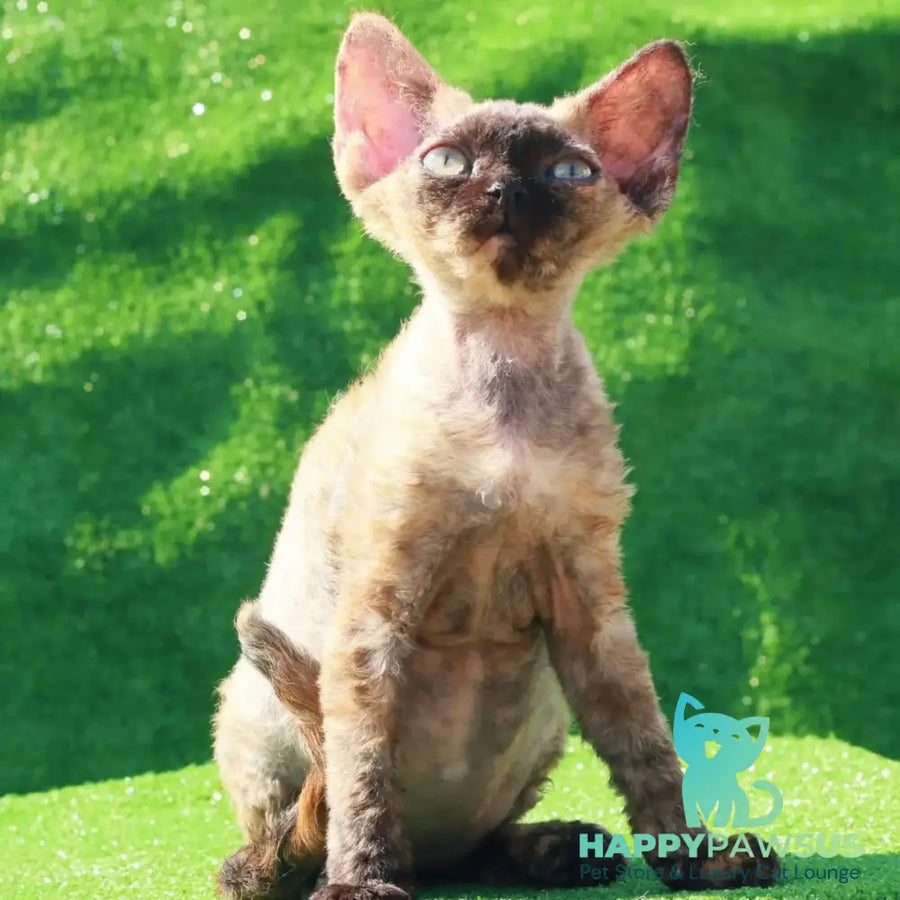 Akura Devon Rex female black tortie pointed - live animals