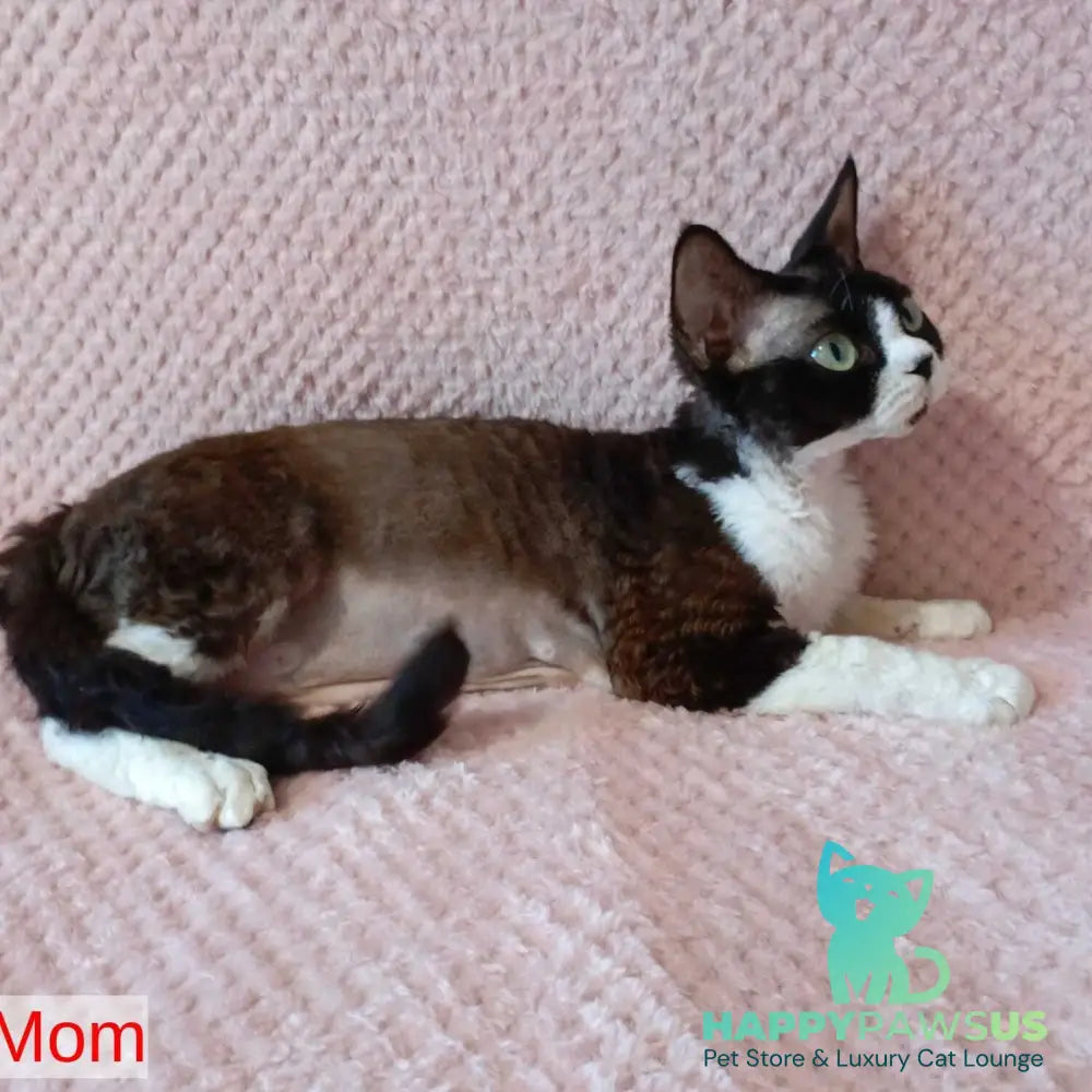 Akura Devon Rex female black tortie pointed - live animals
