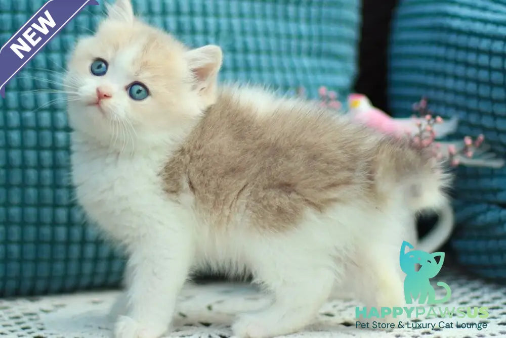 Aladin British Shorthair male blue golden shaded bicolour - live animals