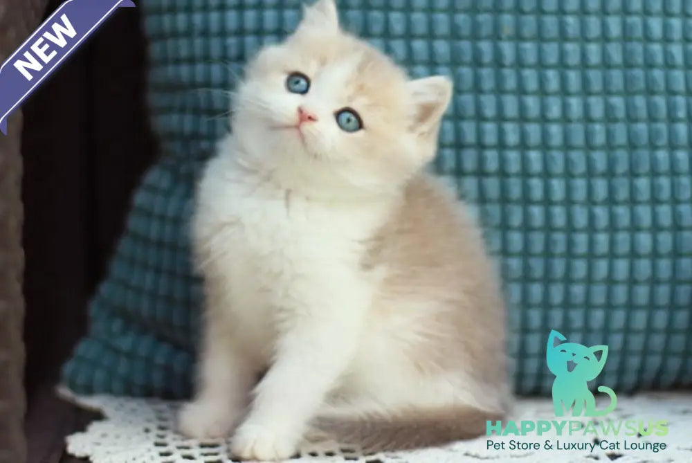 Aladin British Shorthair male blue golden shaded bicolour - live animals