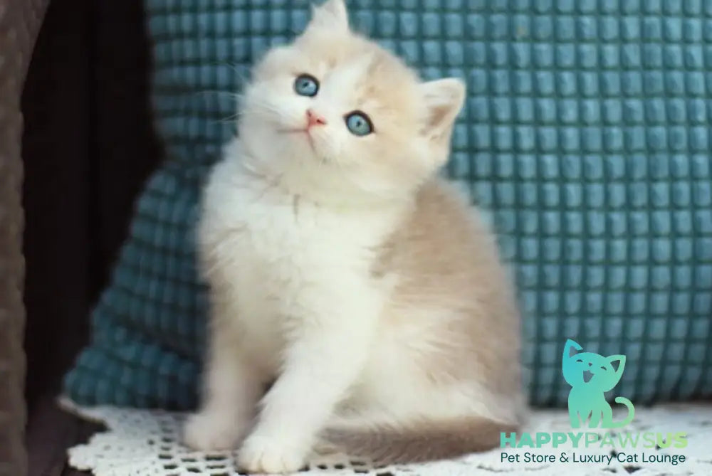 Aladin British Shorthair male blue golden shaded bicolour - live animals