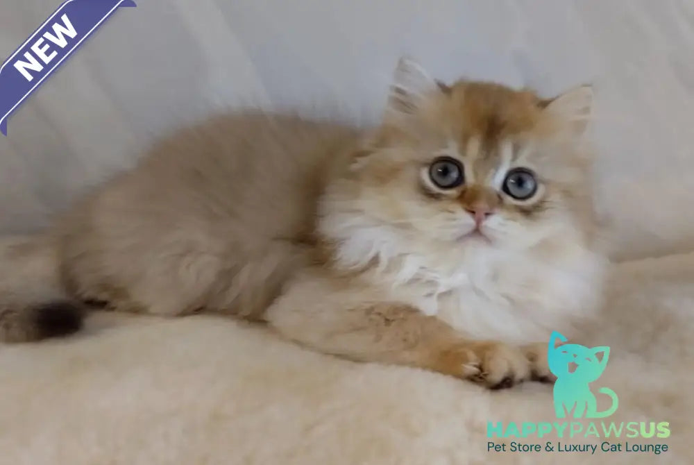 Alan British Longhair female chocolate golden shaded - live animals