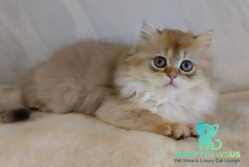 Alan British Longhair female chocolate golden shaded - live animals